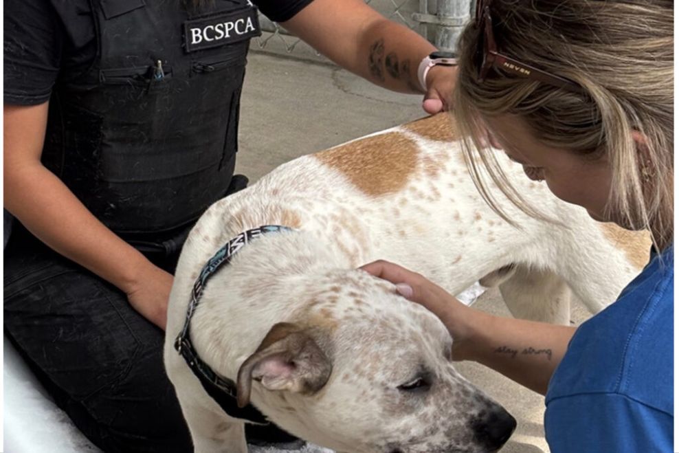 bc spca jobs