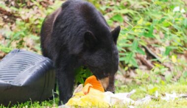 Maple Ridge urges residents to keep bears wild