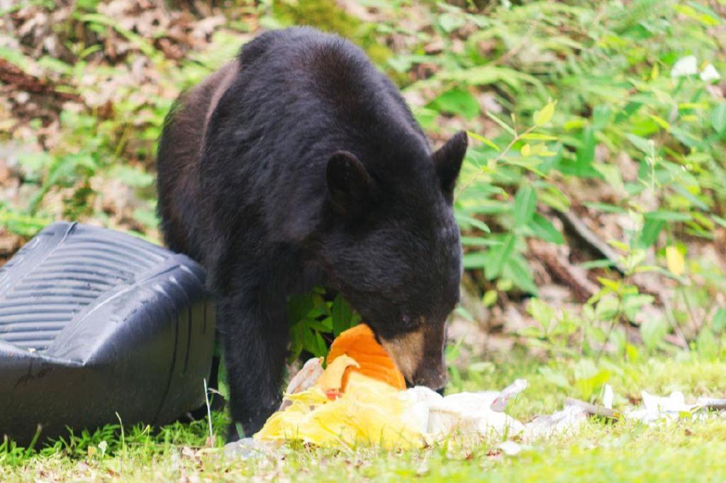Maple Ridge urges residents to keep bears wild