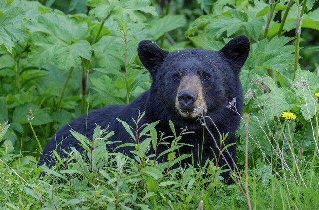 Residents are also encouraged to report bear sightings and conflicts to the Conservation Officer Service (COS) at 1-877-952-7277.