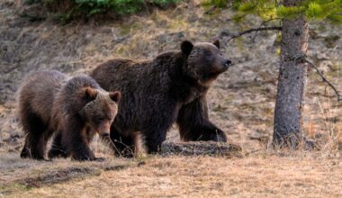 Bear activity prompts warnings west of Cochrane