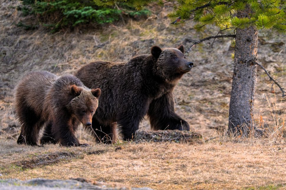 Bear activity prompts warnings west of Cochrane