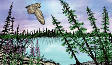 What drunken forests can teach us about Canada’s thawing permafrost