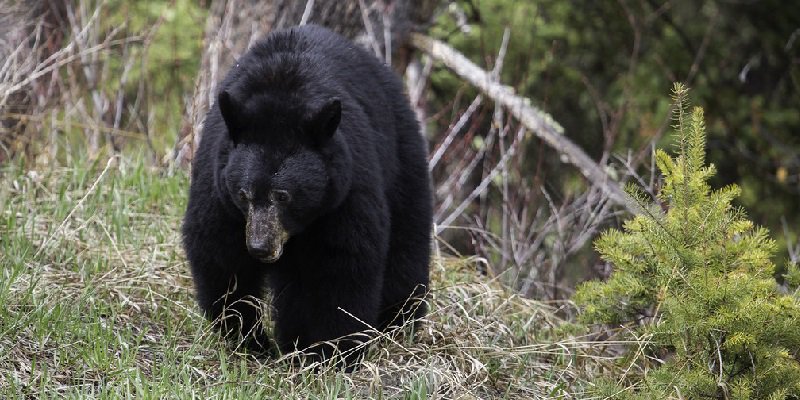 Black Bear Sightings Near Beothuk Interpretation Centre