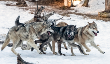 In a wolf pack, older brothers and sisters often help with the babysitting. While some adults are away hunting, wolves from previous litters guard the new pups and carry food back for them — an all-hands approach to raising the young that can improve a pup's chances of surviving