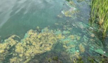 Help spot possible toxic algae blooms in Brampton ponds