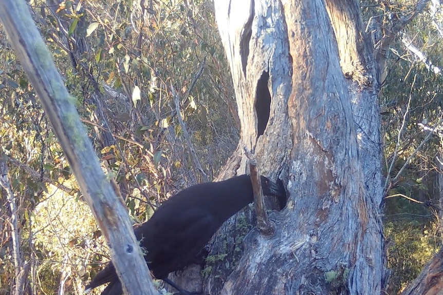 A black currawong pokes its beak into a tree hollow