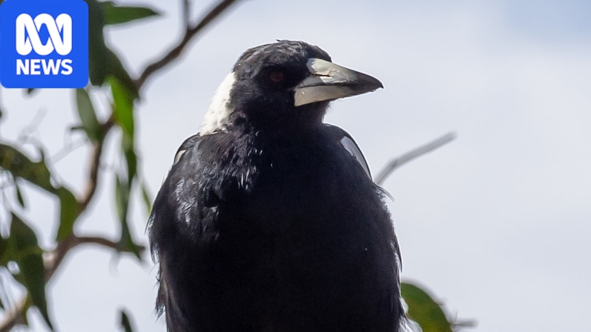Which animals have been infected by H5N1 bird flu in Australia so far?