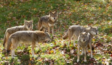 Fish & Wildlife asking for residents help controlling urban coyote populations