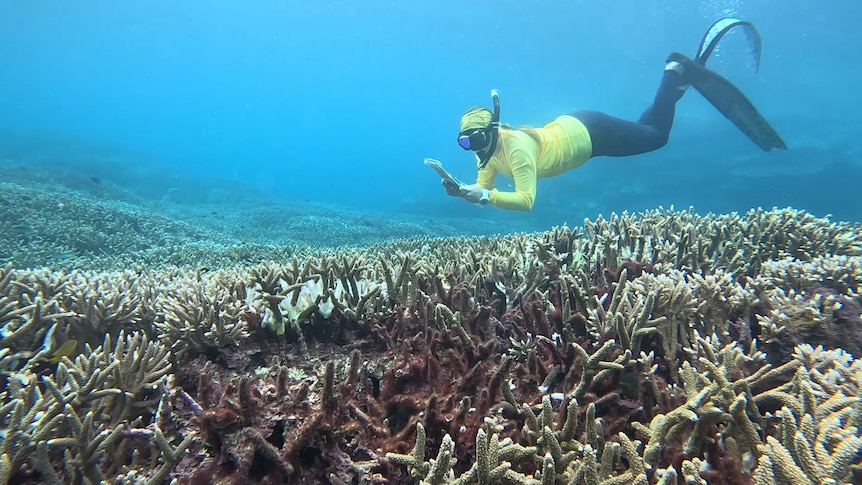 Regenerated healthy coral in early 2026.