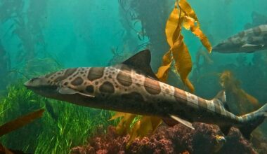 Leopard sharks in kelp forest