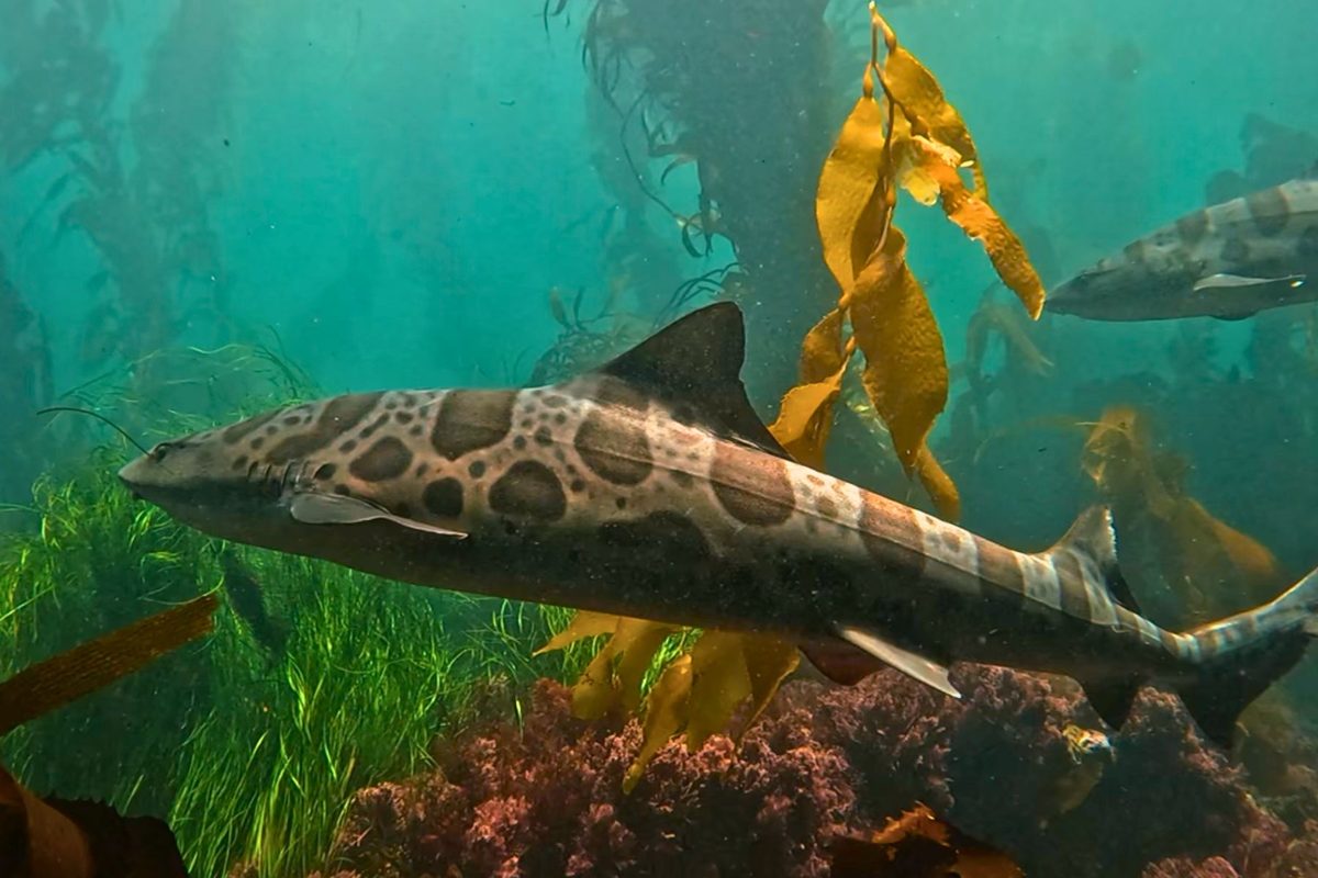 Leopard sharks in kelp forest