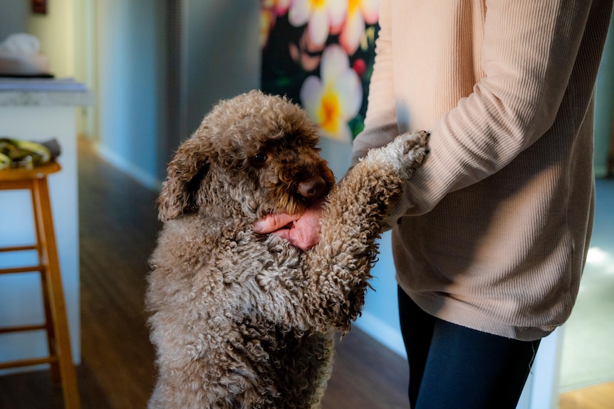 A dog standing up against a person.