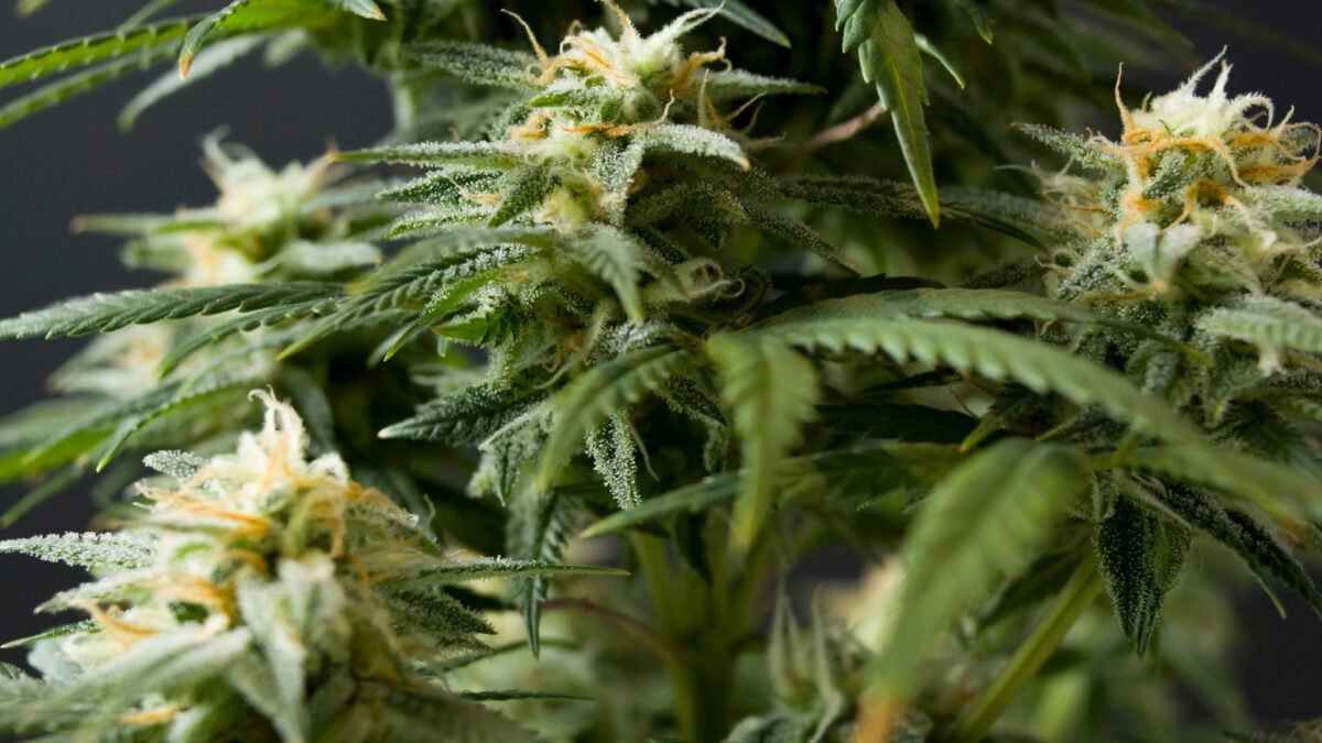 A 15-Year-Old's Cannabis 'Scromiting' Got So Bad His Brain Started Shutting Down