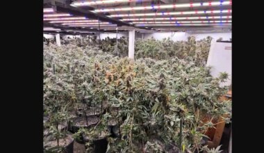Nearly 4,000 cannabis plants seized from illegal Brampton grow operation
