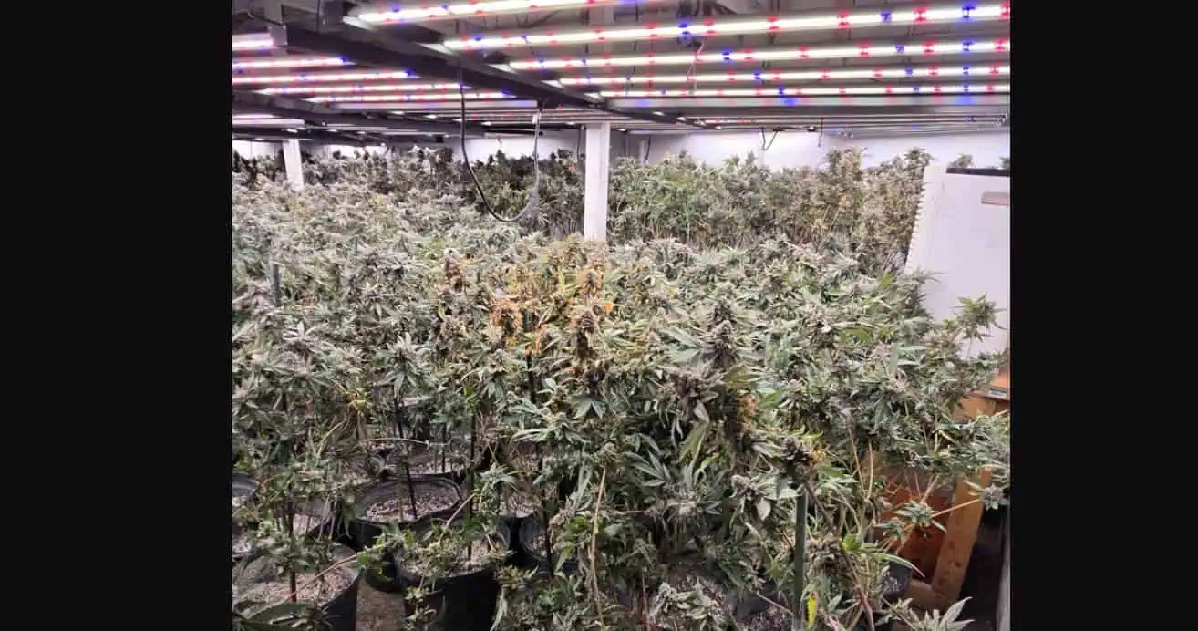Nearly 4,000 cannabis plants seized from illegal Brampton grow operation
