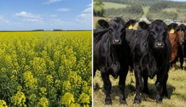 Farm Cash Receipts up more than four per cent in first half of 2026 - DiscoverWeyburn.com