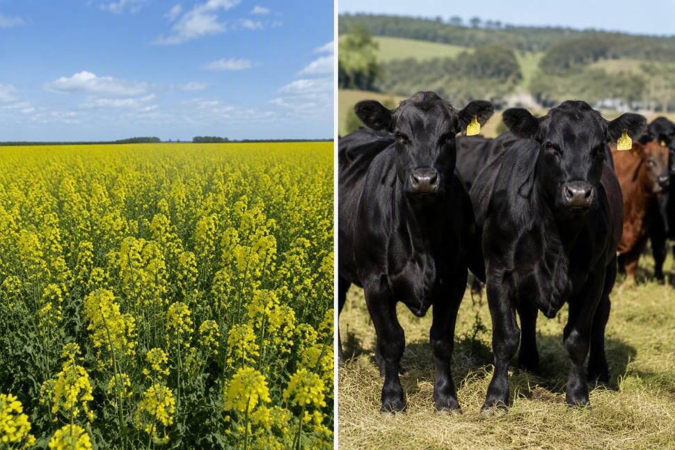 Farm Cash Receipts up more than four per cent in first half of 2026 - DiscoverWeyburn.com