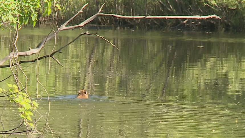A capybara is swimming in a pond.