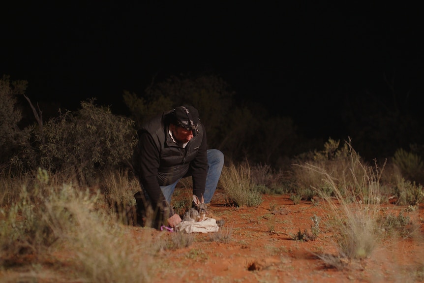 A bilby being released into the wild.