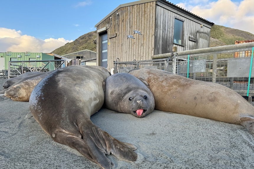 Several elephant seals, including one poking its tongue out, lounge metres away from wooden buildings.