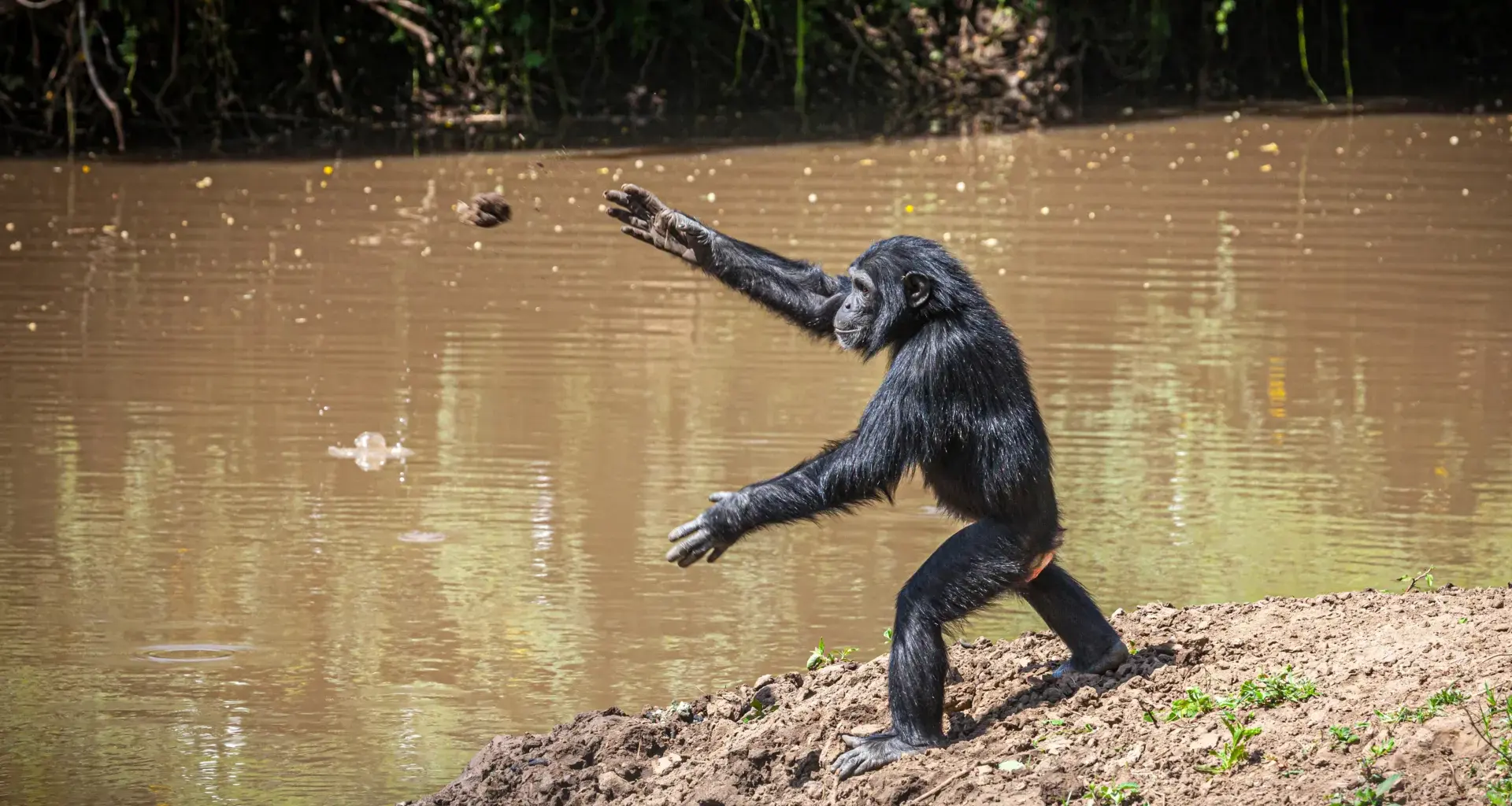 Chimpanzees have been hurling rocks at the same trees for more than a decade