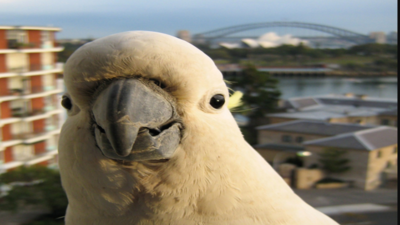 In 2021, scientists reported that Sydney cockatoos had learned to pry open garbage bins; by the end of 2019, the trick had spread across 44 suburbs