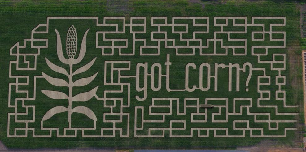corn maze