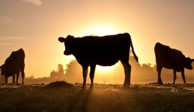 Radical Overhaul to Milk Production Would Use Up to 96% Less Land Than Cows, Study Suggests : ScienceAlert