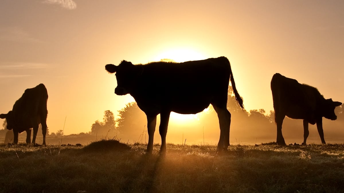 Radical Overhaul to Milk Production Would Use Up to 96% Less Land Than Cows, Study Suggests : ScienceAlert