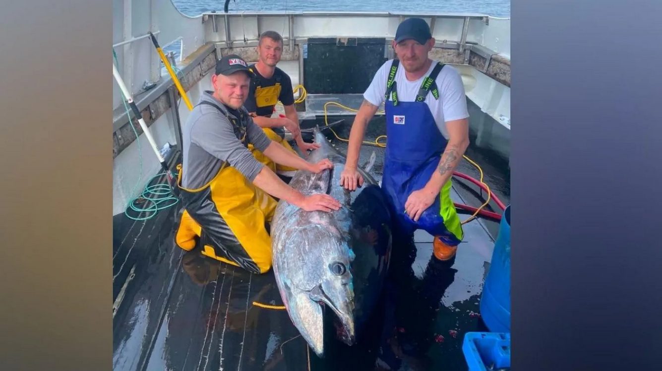 First Bluefin Tuna Caught in North Sea in 60 Years Is Sign of Healthy Ecosystem