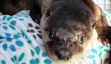 Man Saves Baby Otter with CPR: ‘A life’s a life, no matter what it is’