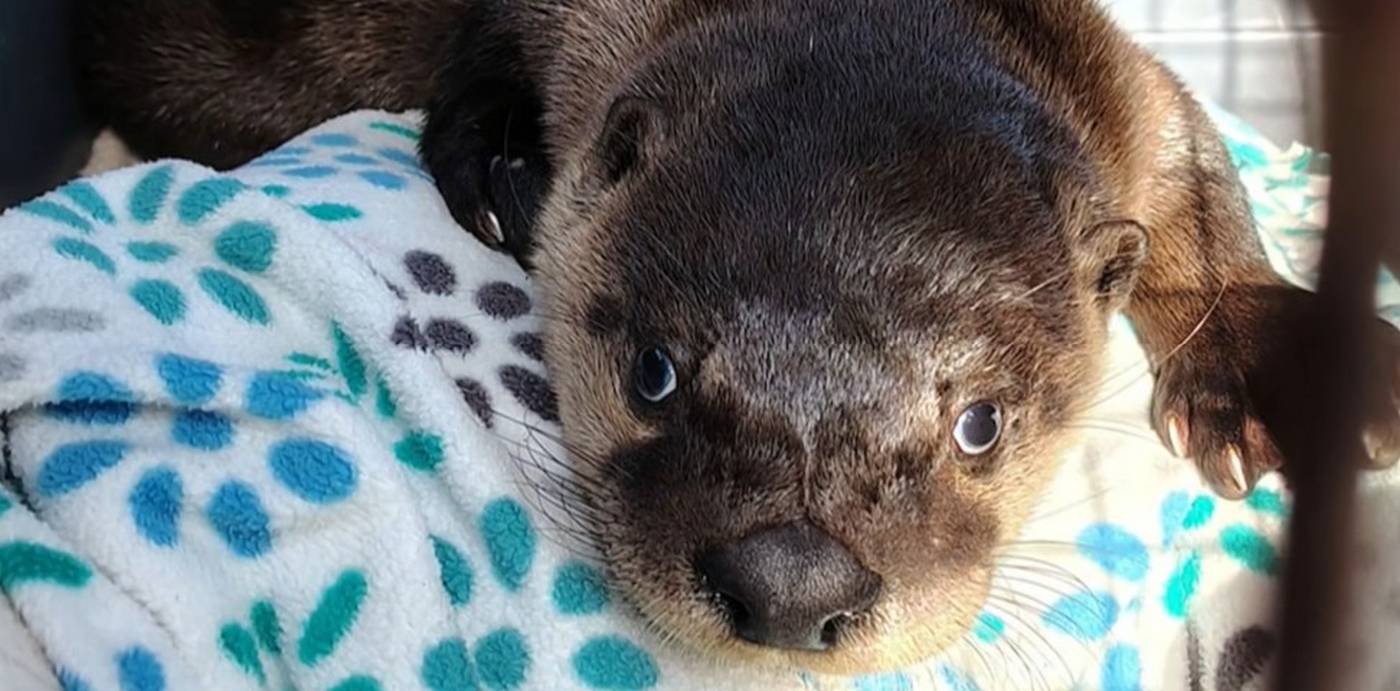 Man Saves Baby Otter with CPR: ‘A life’s a life, no matter what it is’