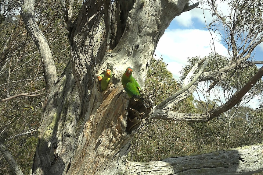 A family of swift parrots look out of a tree hollow