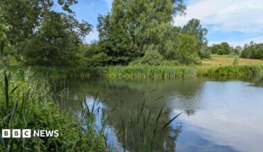 A brook viewed from the shore. It is surrounded by plants, grass and trees.
