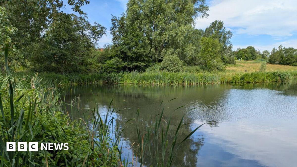 A brook viewed from the shore. It is surrounded by plants, grass and trees.
