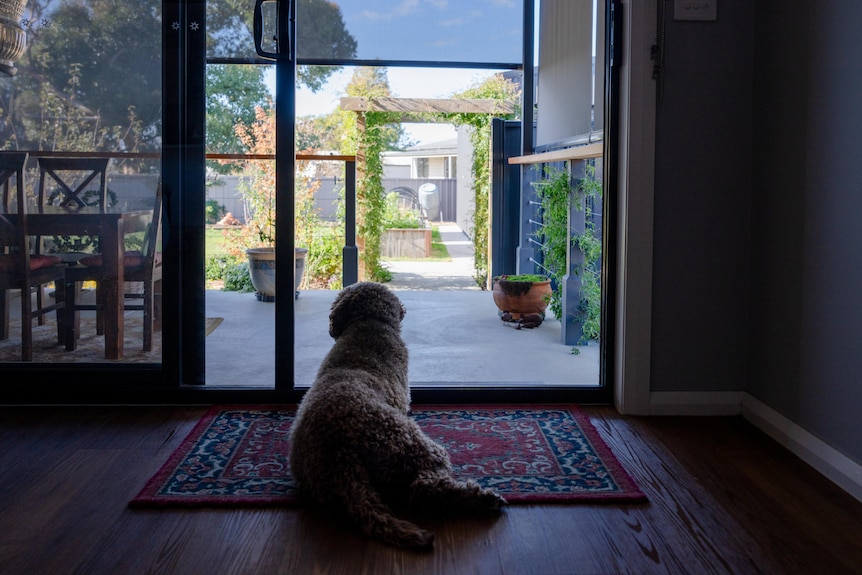 A dog looking out a door.