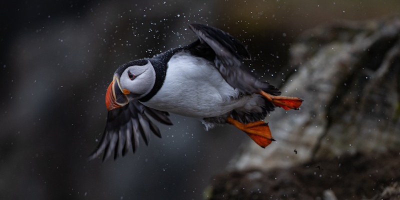 Paradise Photographer Recognized as 'Canadian Wildlife Photographer of the Year'