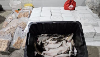 Cod and Fish Processing Equipment Seized by DFO in Trinity Bay