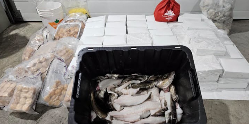 Cod and Fish Processing Equipment Seized by DFO in Trinity Bay
