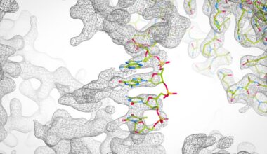 In the new study, Chad Mirkin&rsquo;s team attached short DNA strands to each protein. Then, DNA pulled neighboring proteins together, assembling them into precisely designed crystals. The team also varied key design features &mdash; such as DNA strand length and placement &mdash; to determine how each variable affected crystal formation. Finally, they used X-ray crystallography to examine the resulting crystals. Image courtesy of the Mirkin Research Group