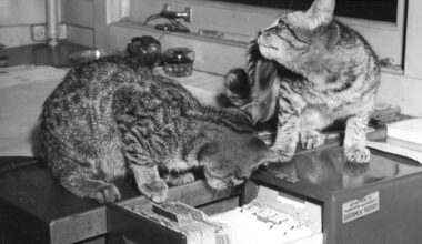 Pets with jobs: North Vancouver cats catch mice at shipyard