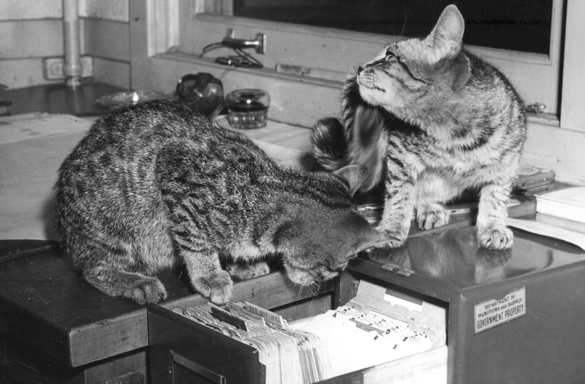 Pets with jobs: North Vancouver cats catch mice at shipyard