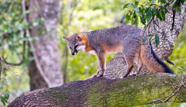 Gray Fox