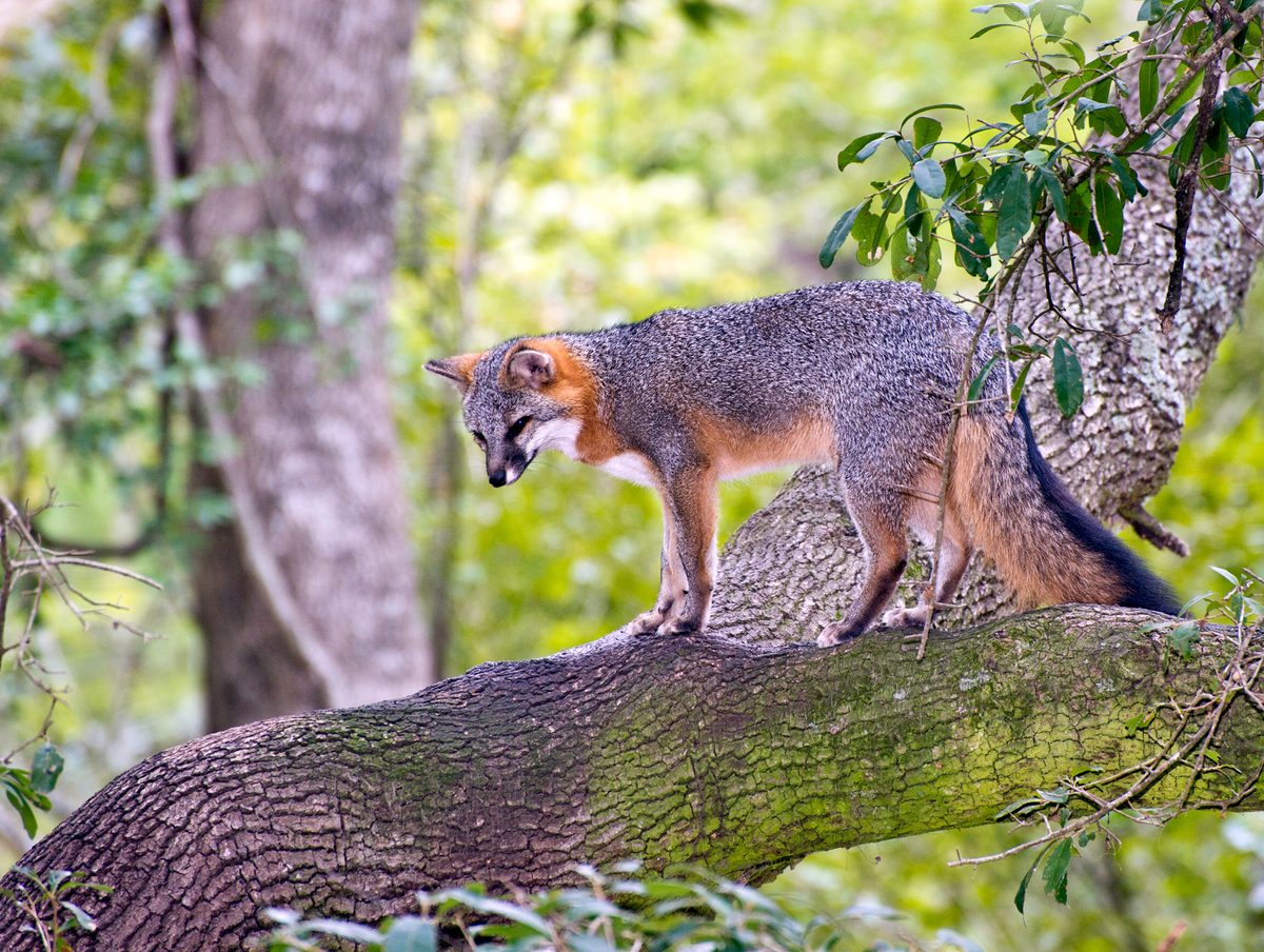 Gray Fox