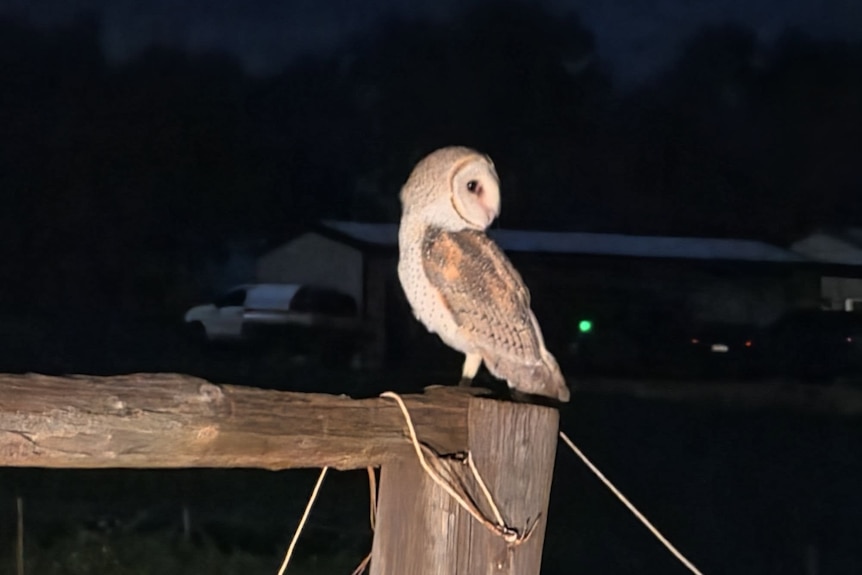 A large owl sits on a fence at night with it's head rotated, looking behind itself, a shed and car in the background.