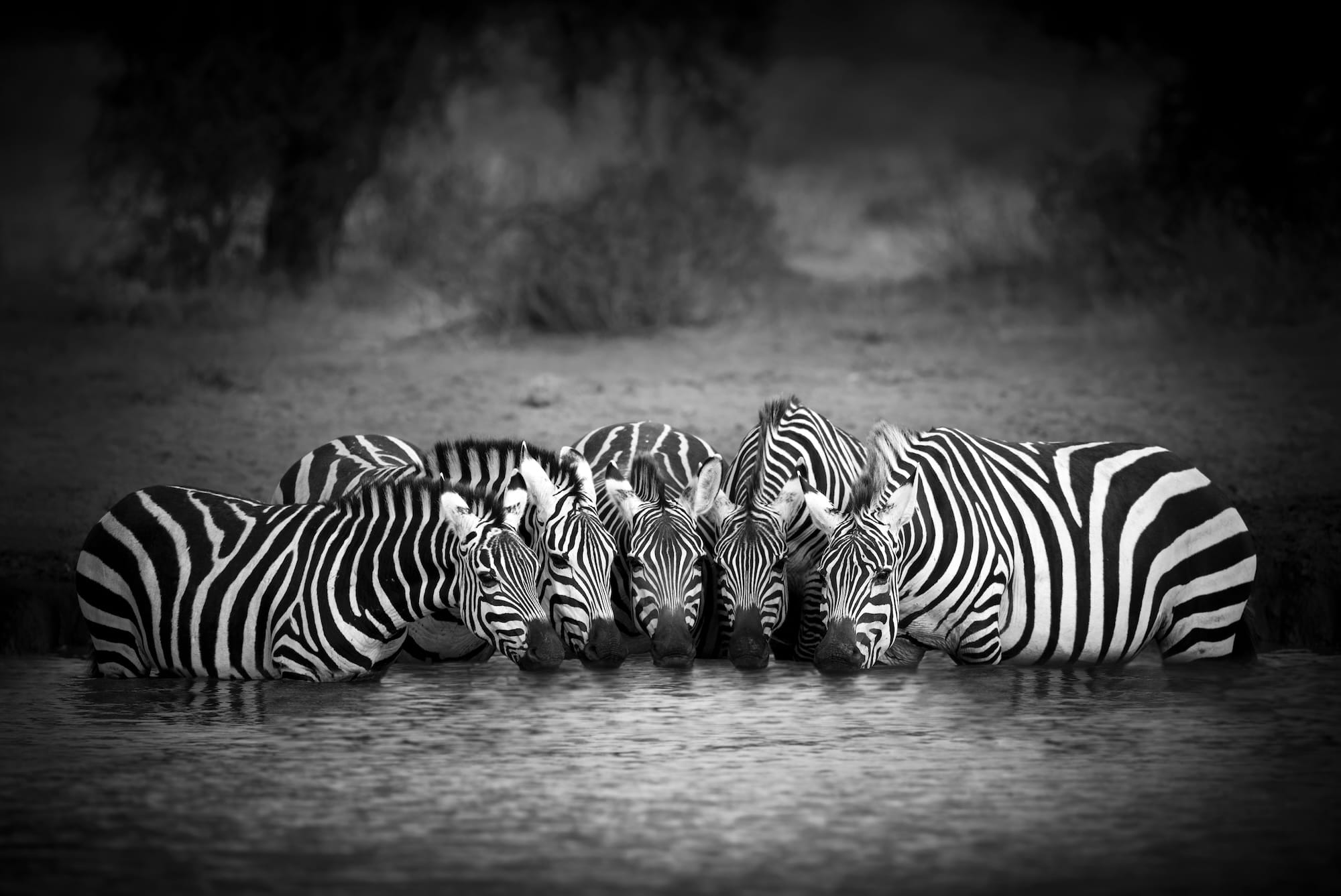 a black-and-white photograph of five zebras in a row, drinking from a pool