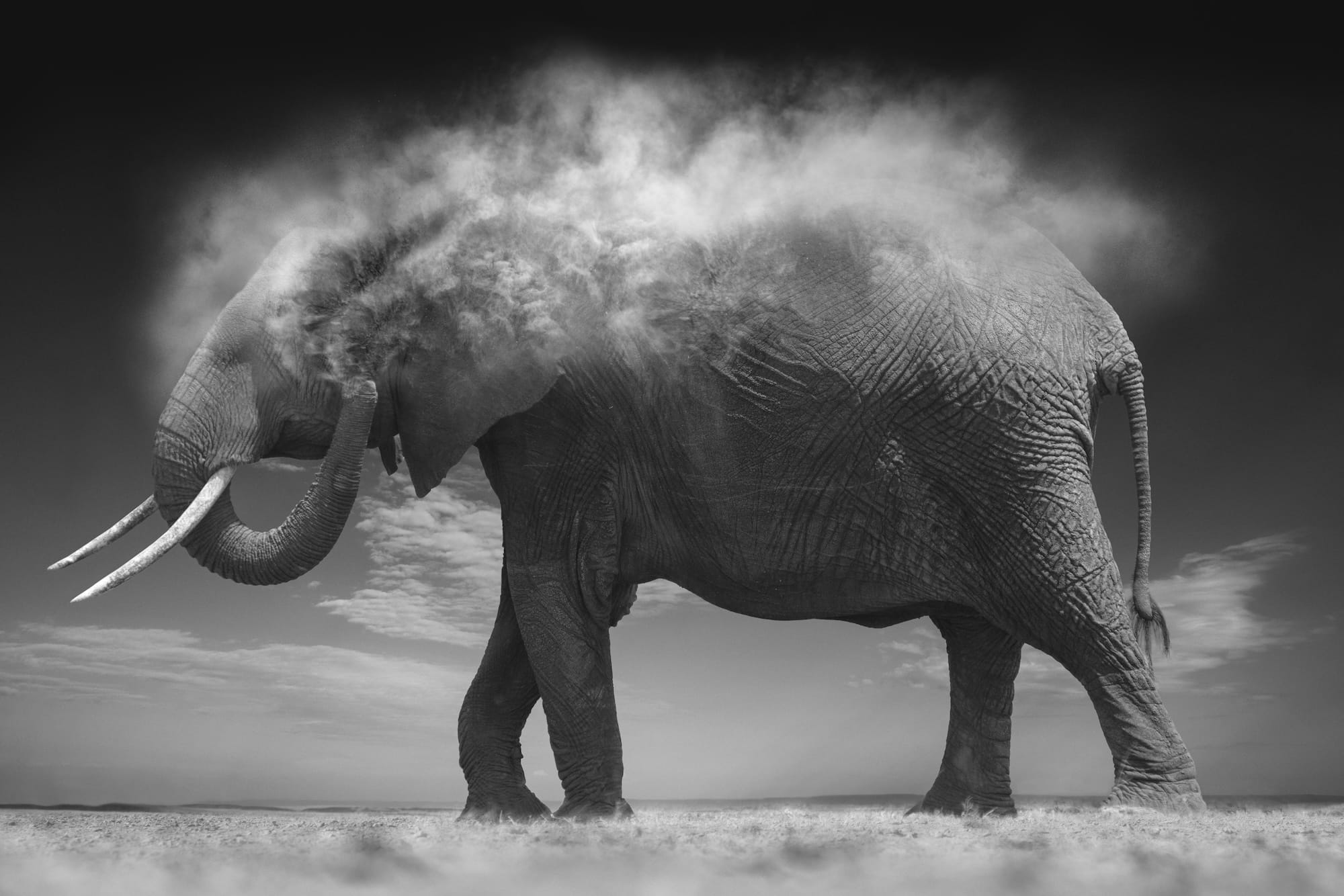 a black-and-white photograph of an elephant shaking dust off its back