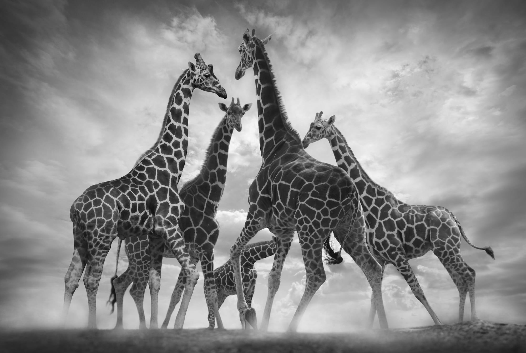 a black-and-white photograph of giraffes running
