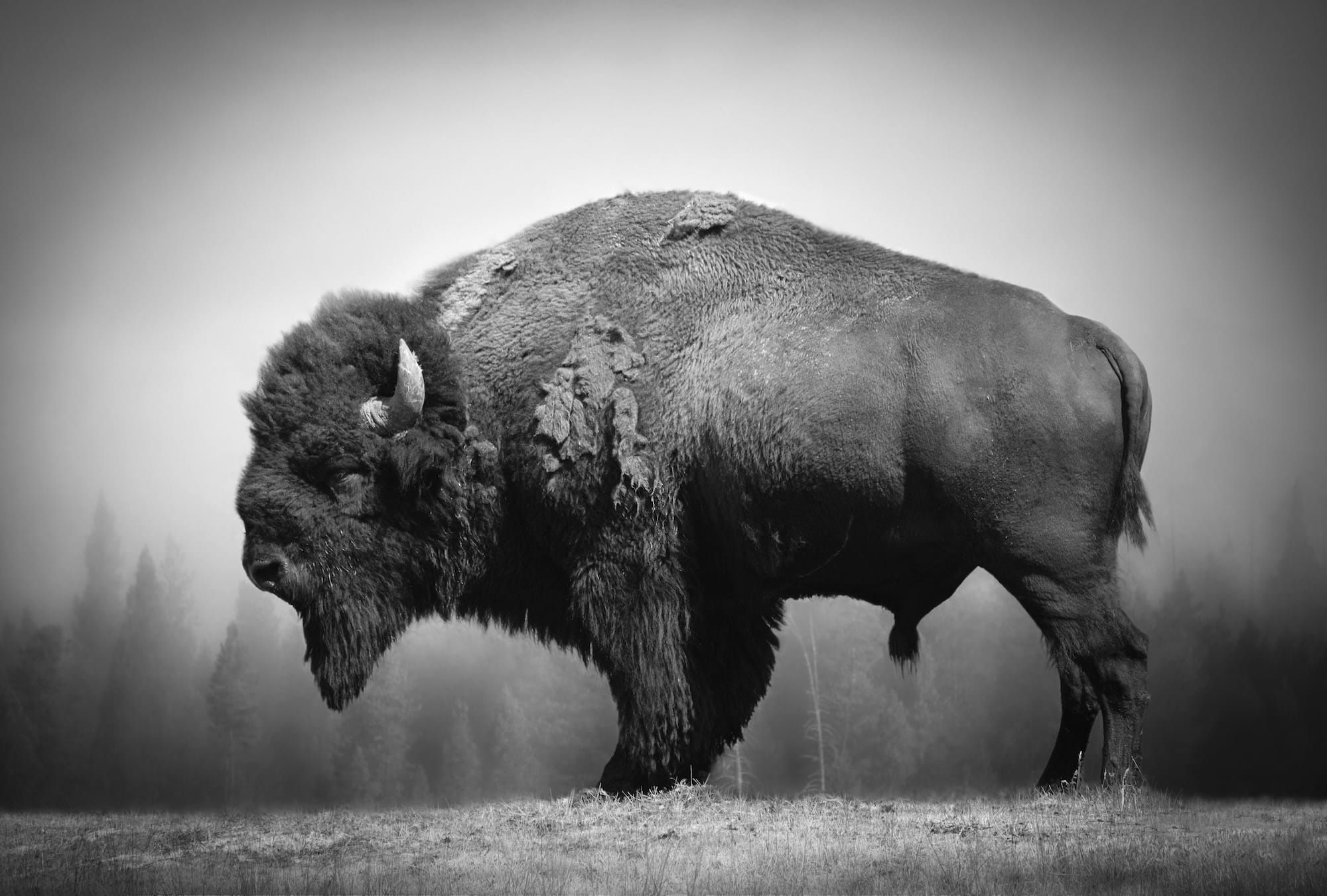 a black-and-white photograph of an American bison in profile